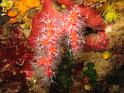 corail rouge - corallium rubrum
